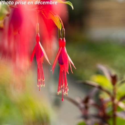 Fuchsia magellanica 'Riccartonii'