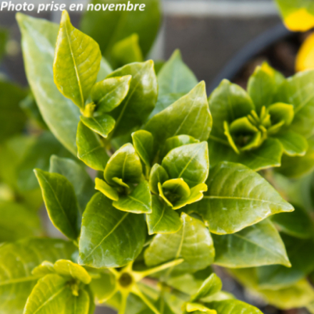 Gardenia jasminoides 'Pinwheel' - Jasmin Du Cap