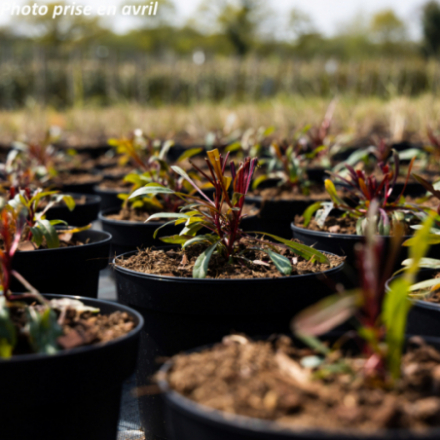 Gaura lindheimeri 'Rose foncé' - Gaura de Lindheimer