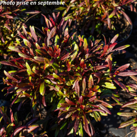 Gaura lindheimeri 'Siskiyou Pink'