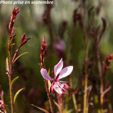 Gaura lindheimeri 'Steffi Dark Rose'