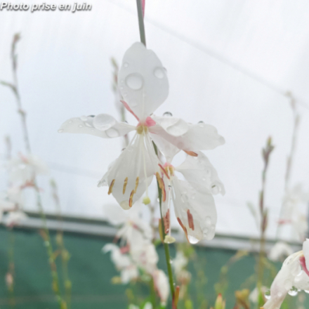 Gaura lindheimeri 'Steffi White' - Gaura de Lindheimer