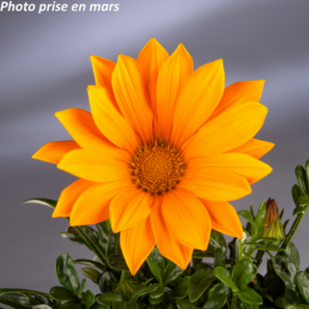 Gazania rigens - Gazanie