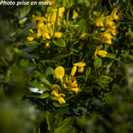 Genista 'Porlock'