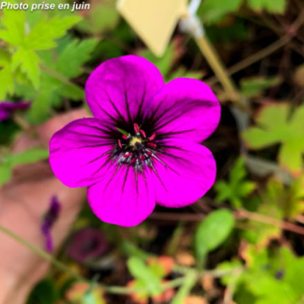 Geranium 'Ann Folkard'