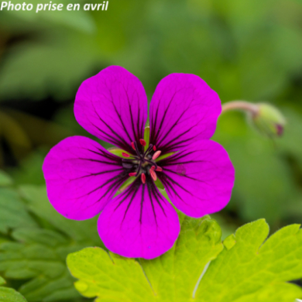 Geranium 'Anne Thomson'