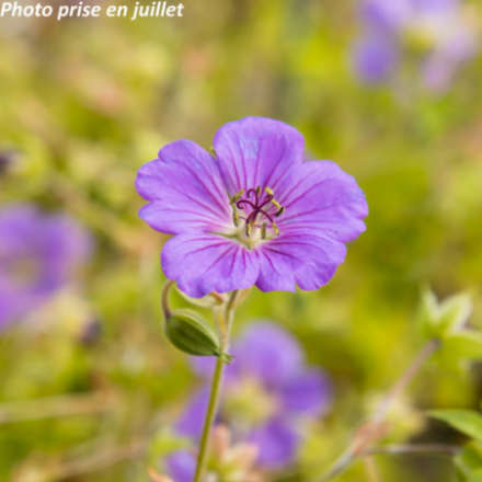 Geranium 'Blue Sunrise'