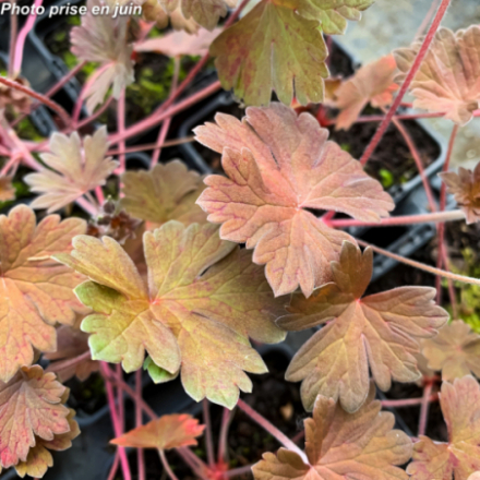 Geranium 'Blunder'