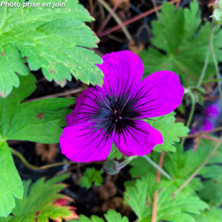 Geranium 'Dragon Heart'®
