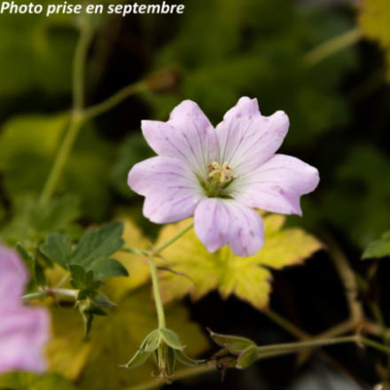 Geranium 'Dreamland'