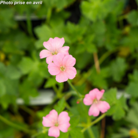 Geranium endressii 'Wargrave Pink'