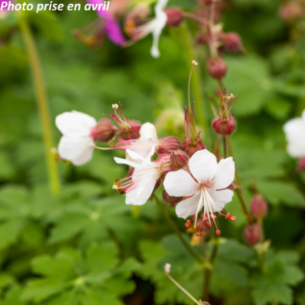 Geranium macrorrhizum 'Czakor'