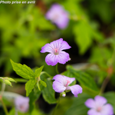 Geranium nodosum - Géranium noueux