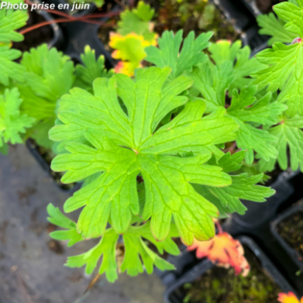 Geranium occidentalis 'Johnsons Blue'