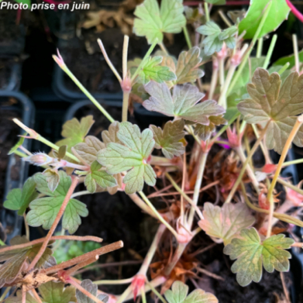 Geranium occidentalis 'Rendall'