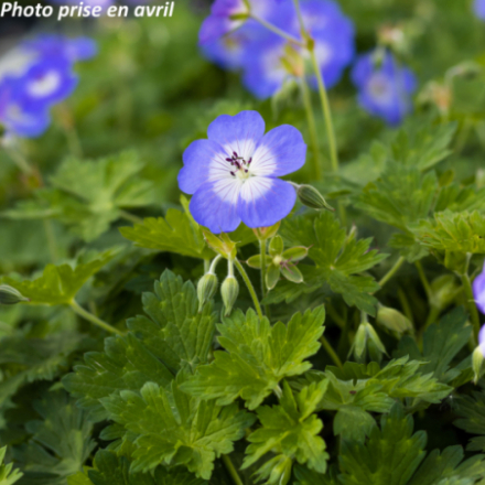 Geranium occidentalis 'Rozanne'®