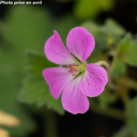 Geranium riversleaianum 'Mavis Simpson'