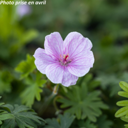 Geranium sanguineum 'Vision Rose'