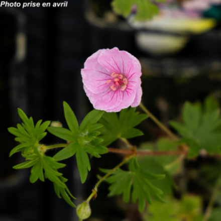Geranium sanguineum 'Vision Violet'