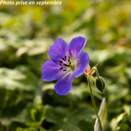 Geranium wallichianum 'Azure Rush'®