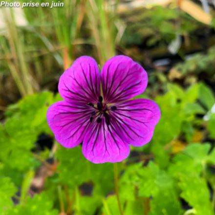 Geranium wallichianum 'Sylvias Surprise'