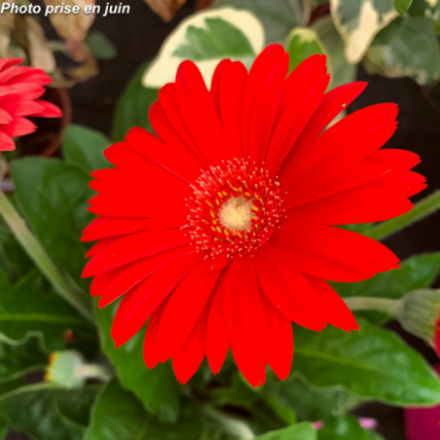 Gerbera Garvinea