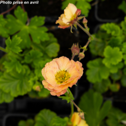 Geum chiloense 'Mrs J. Bradshaw'