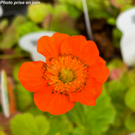 Geum coccineum 'Koi Orange'