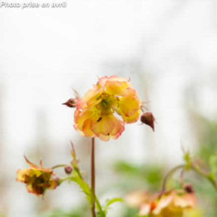 Geum Pretticoats 'Peach'