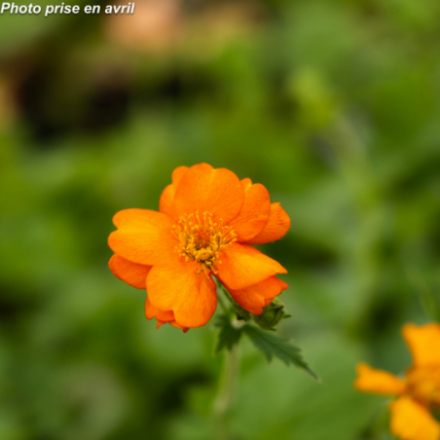 Geum 'Prinses Juliana'