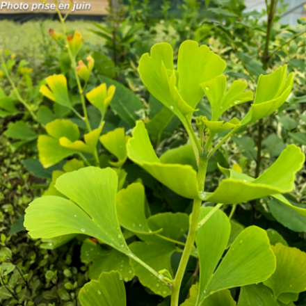 Ginkgo biloba 'Princeton Sentry'