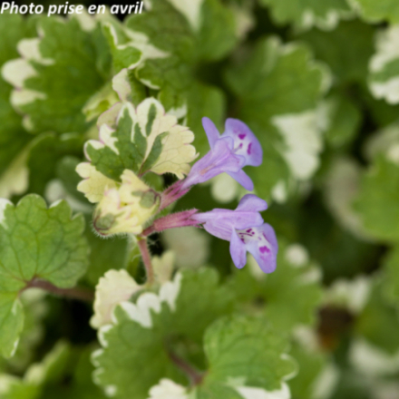 Glechoma hederacea 'Variegata'