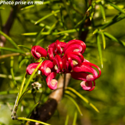 Grevillea juniperina