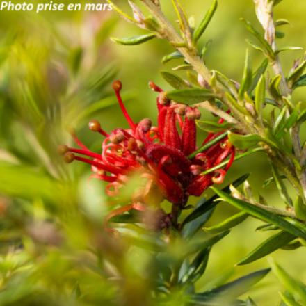 Grevillea juniperina 'New Blood'
