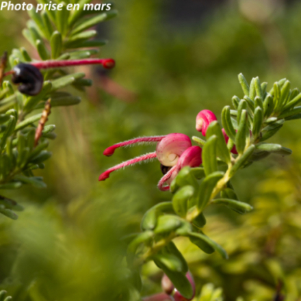 Grevillea lanigera 'Mount Tamboritha'