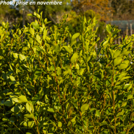 Griselinia littoralis