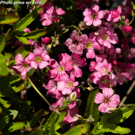 Gypsophila repens 'Rosea'