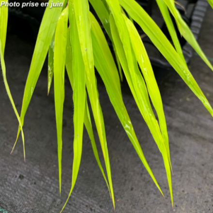 Hakonechloa macra