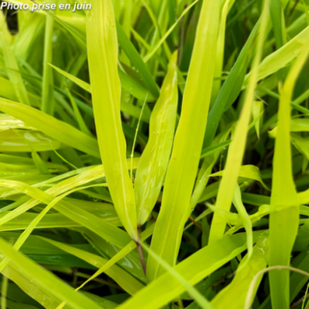 Hakonechloa macra 'All Gold'