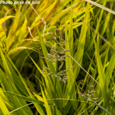 Hakonechloa macra 'Beni Kaze'