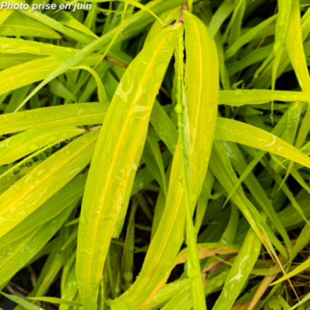 Hakonechloa macra...