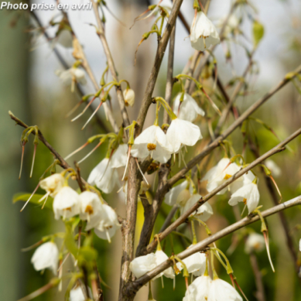 Halesia carolina