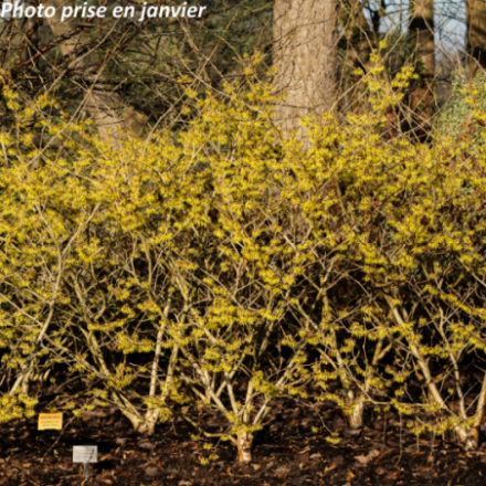 Hamamelis mollis 'Pallida' - Noisetier des sorcières