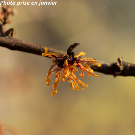 Hamamelis x intermedia 'Aphrodite' - Noisetier des sorcières