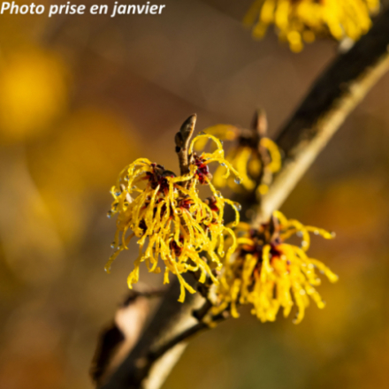 Hamamelis x intermedia 'Barmstedt Gold' - Noisetier des sorcières