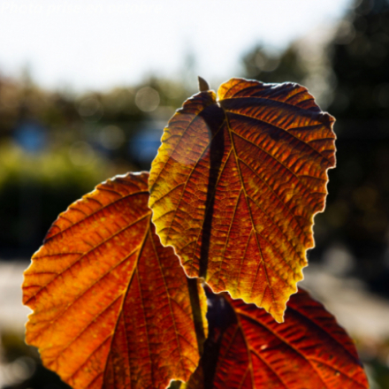 Hamamelis x intermedia 'Diane' - Noisetier des sorcières