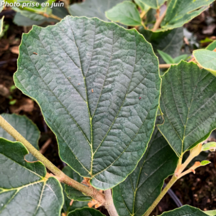 Hamamelis x intermedia 'Ruby Glow' - Noisetier des sorcières