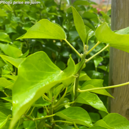 Hedera helix 'Arborescens'