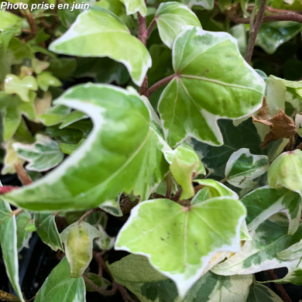 Hedera helix 'Mini Ester'