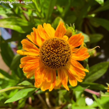 Helenium 'Ufo Carmen®'